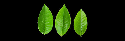 Growing Tea Leaves Guide