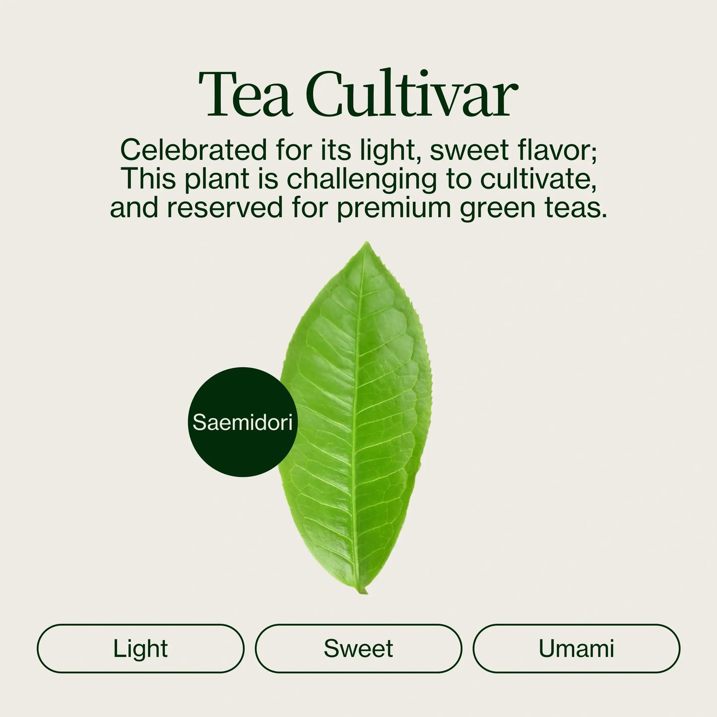 Oishi Premium Matcha Saemidori