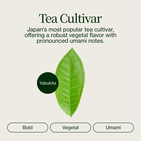 Sencha Superior Zenkouen