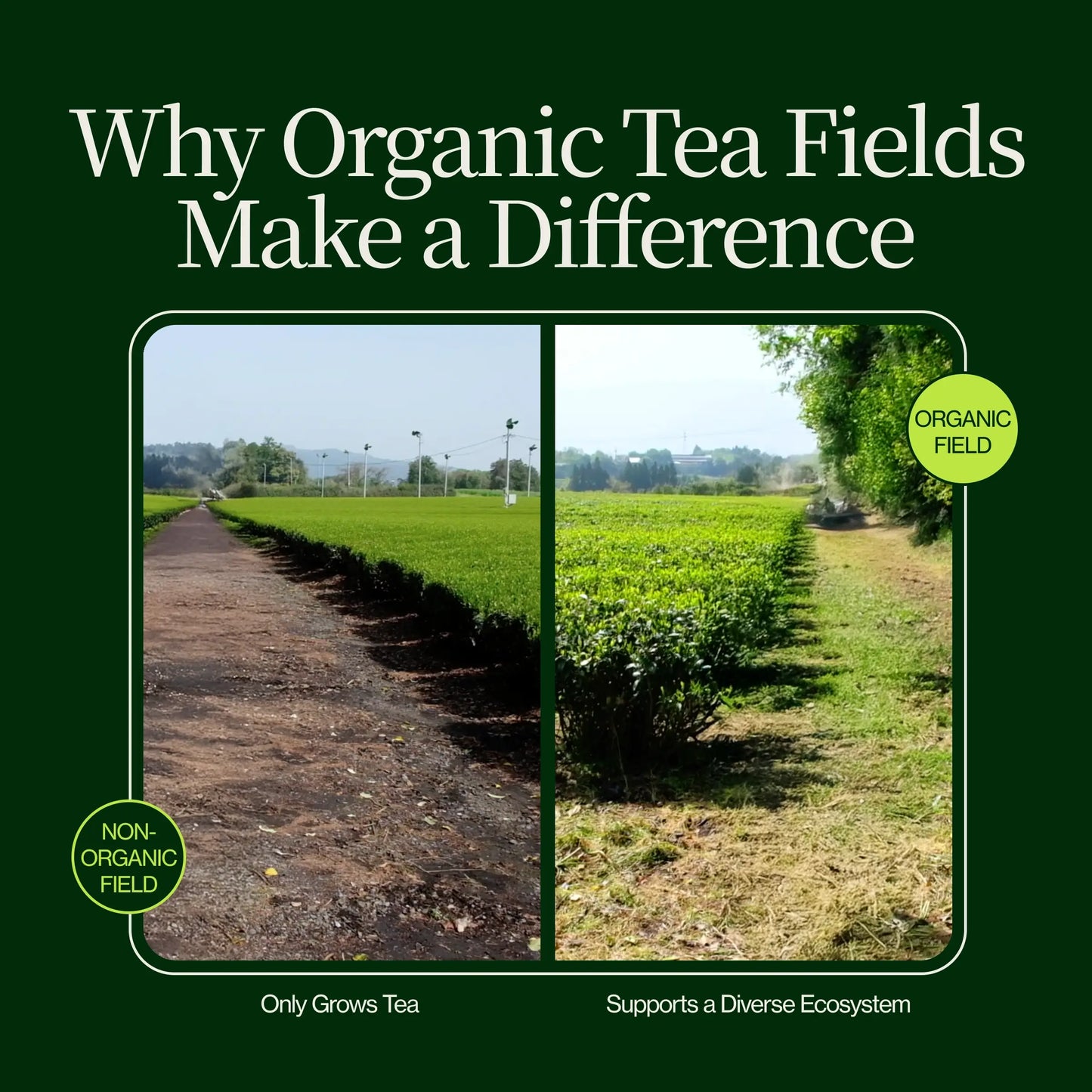 Gerösteter Hojicha-Grüntee Noike