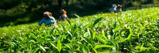 Best Green Tea Brand: The Marketing Scam Exposed