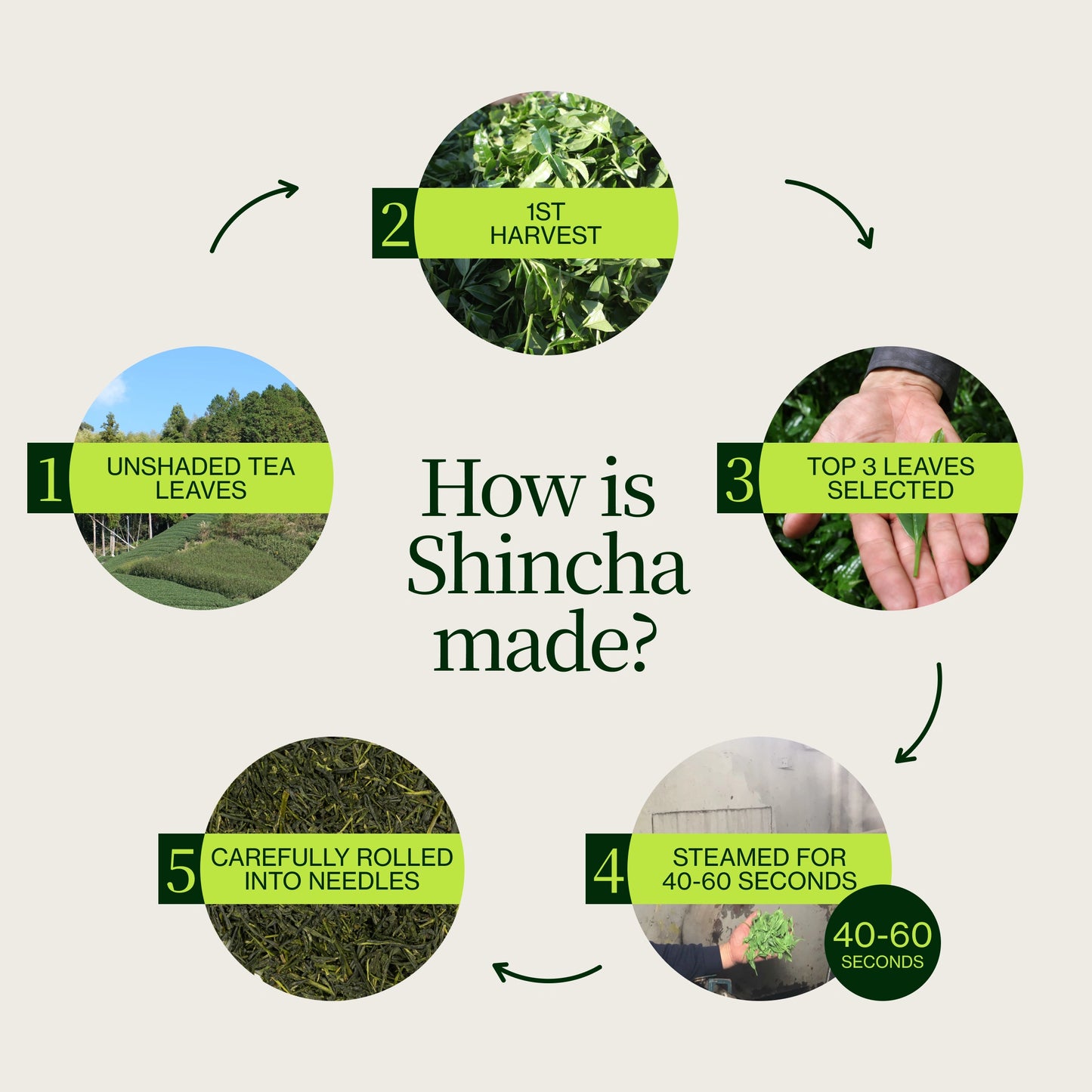 Shincha Nohana Chiran 2026