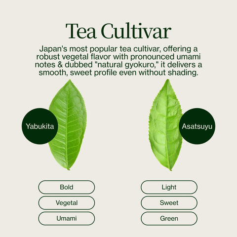 Shincha Shizuku Chiran 2026 con Polvere di matcha