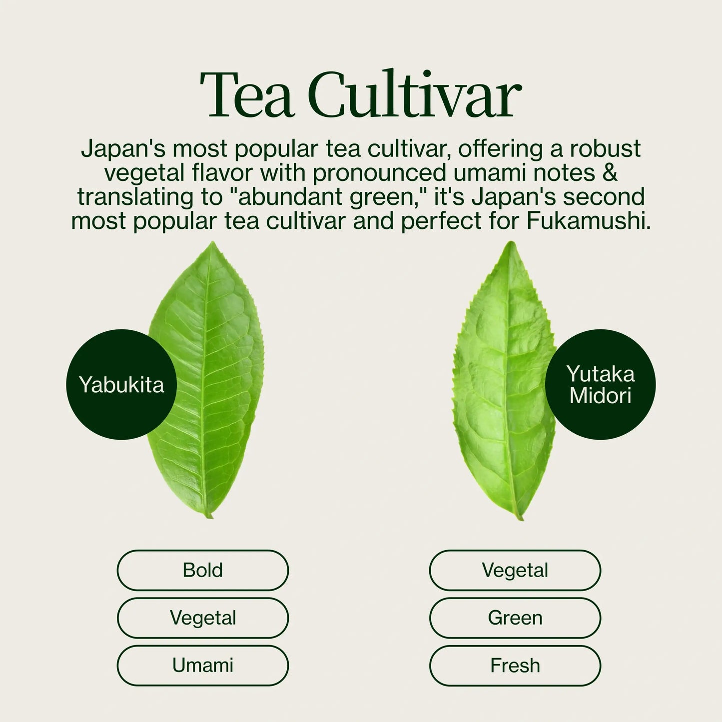 Nuruki Chiran Shincha
