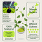 Calendario dell’Avvento Matcha 2025 con frustino, chawan e chashaku