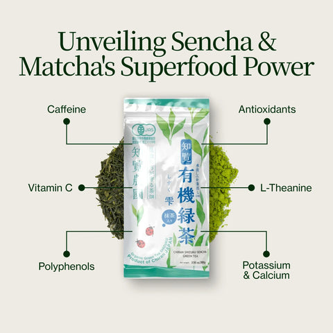 Sencha Shizuku con Polvere di matcha