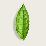A single fresh green tea leaf with serrated edges and prominent veins, centered on a light beige background with a soft drop shadow.