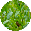 A circular close-up of green tea leaves with a small brown insect resting on one leaf.