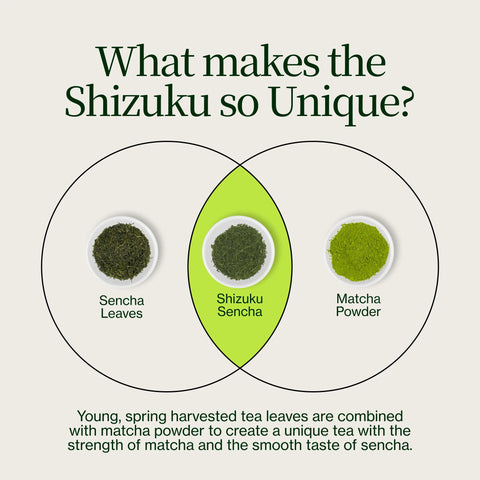 Shincha Shizuku Chiran 2026 con Polvere di matcha